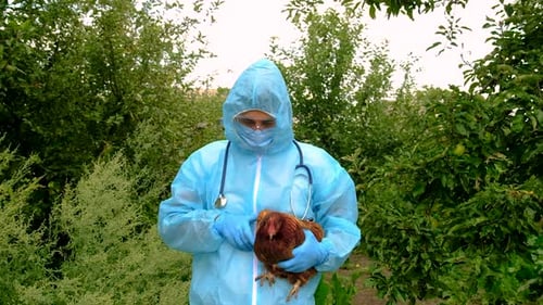 Man in protective suit holds chicken in garden