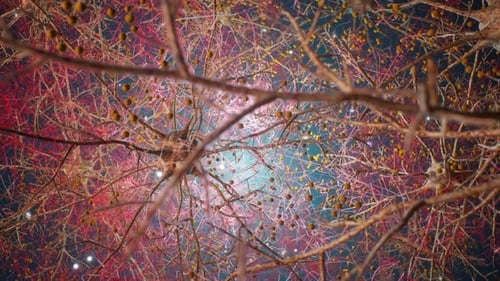 Human Neurons and Neural Network Connections