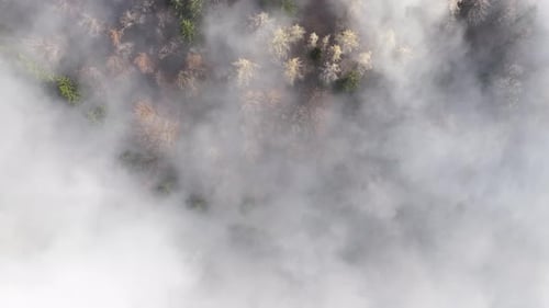 Fog drifting over alpine forest near Churfirsten Walensee Amden Switzerland aerial