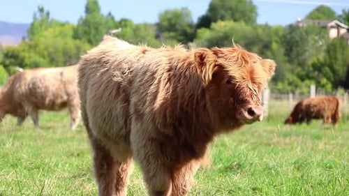 Close Up Of Scottish Highland Calf In Green Field 10 Second Video