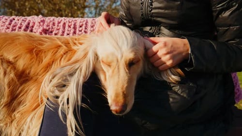 A Beautiful Interaction Between Human and Dog Capturing Moments of Affection and Connection in a