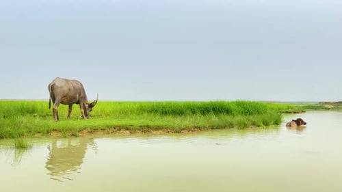 A water buffalo grazes on lush green grass near a pond, while another bathes, reflecting a serene As