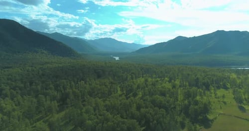 Aerial View Low Flight Above Evergreen Pine Tree Landscape with Endless Mountain Forest at Sunny