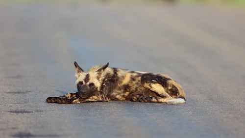 Afrikanischer gemalter Hund auf Asphaltstraße in goldenem Licht blickt in die Kamera