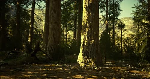 Majestic Serenity of Tall Trees in a Sunlit Forest During Early Morning