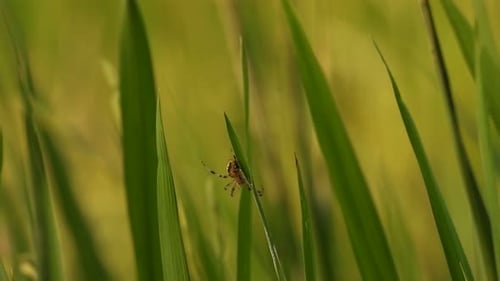 Spider in web - making web - pry.