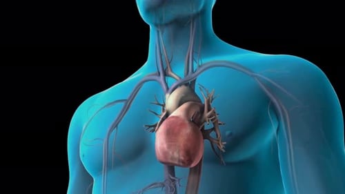 3D Animation of Human Heart and Cardiovascular System