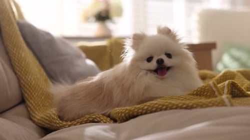 Cute Pomeranian Dog Resting on a Cozy Blanket