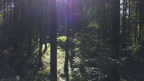 Aerial View of Forest Trees Woodland Landscape Scenery
