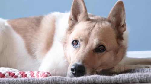 Dog Resting on Blanket Looking at Camera
