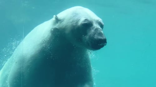 Eisbär schwimmt in Richtung Kamera