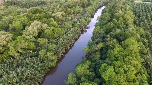 Aerial Palm Tree Canal Running Through Mangrove Forest