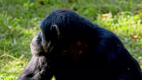 Close-up Portrait Of An African Chimpanzee Looking Around During Sunny Day In Uganda, Africa.