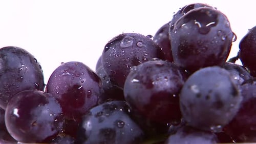 Frische lila Trauben mit Wassertröpfchen
