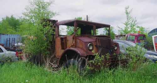 1940s truck that has been rusting for decades surrounded by other rusting cars in a forest.