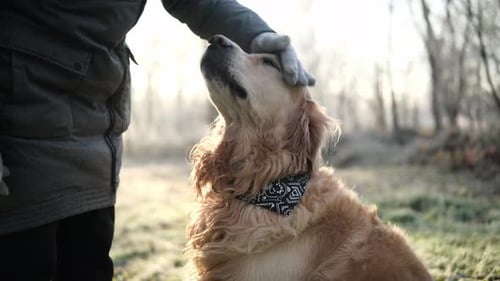 Person Pets Dog Wearing Bandana in the Park