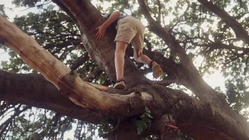 Der furchtlose Junge klettert auf einen hoch aufragenden Baum