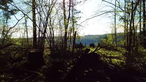 Spring, Arboretum Rubovsky, Quarry And Western Dvina 39