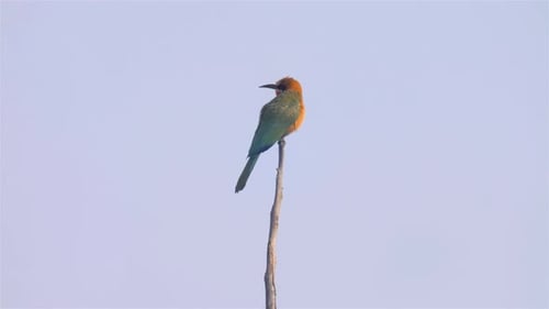 Colorful Bird Perched on Slender Branch