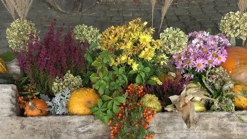 Autumn garden decoration. Concept of Thanksgiving day or Halloween.