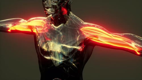 Digital Scan of Human Muscular System