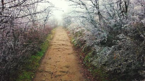 A serene snow-covered forest path, lined with frosted trees and shrouded in soft mist