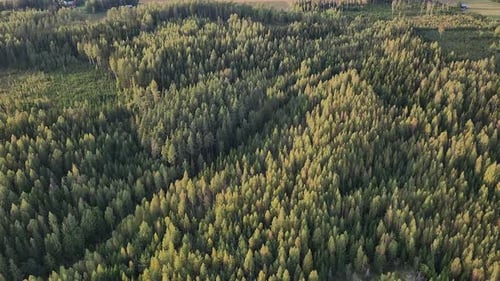 Waldlandschaft in Finnland