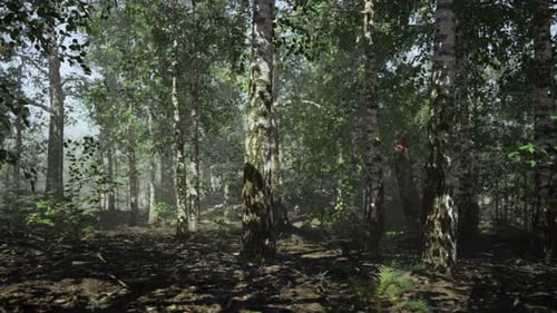 Birch Forest with Towering Trees and Dappled Sunlight Filtering Through Leaves