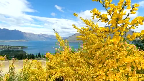 Beautiful yellow wild flowers with a stunning lake and mountain range in the back ground (slow motio