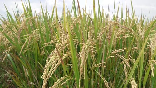 golden rice plants that are ready to be harvested for their agricultural products