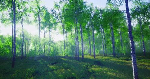 Lush Green Forest Bathed in Morning Light Creating a Serene Atmosphere
