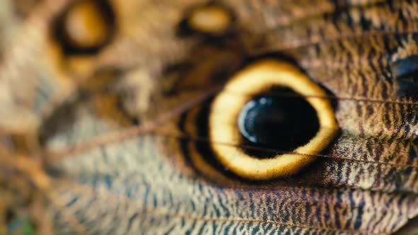 Detailed Close-Up of Butterfly Wing, Nature Stock Footage ft. butterfly ...