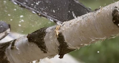 Chainsaw Cutting a Birch Branch