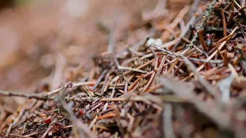 Large Anthill is Filmed in Closeup