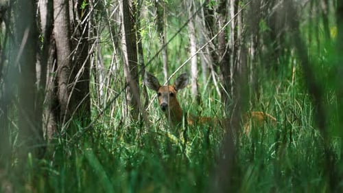 Endangered South American Marsh Deer in Natural Wetland Ecosystem, blastocerus dichotomus