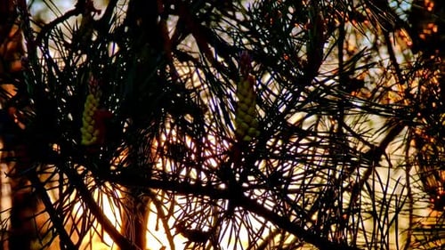 Pine Cones and Branches Silhouetted Against Sunset Light in Forest Scene