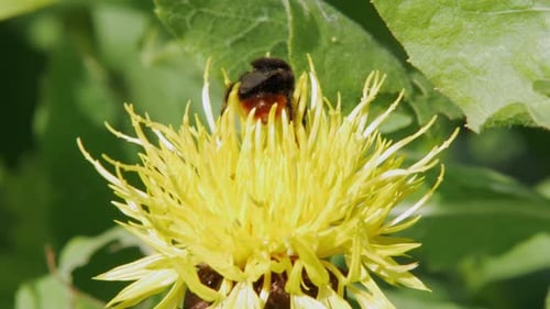 A macro close up shot of a bumble bee on a yellow flower searches for food.