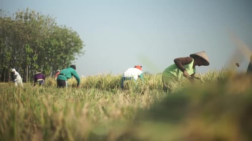 Farmers Harvesting Rice in Rural Field
