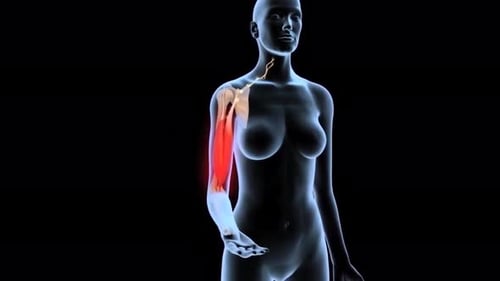 3D Human Arm Anatomy with Pain Highlight Medical Animation