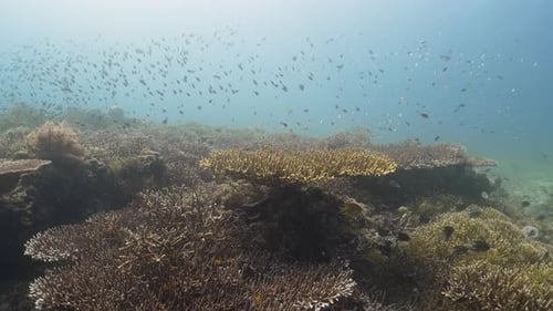 Many small tropical fish swimming around colorful hard coral in slow motion in
