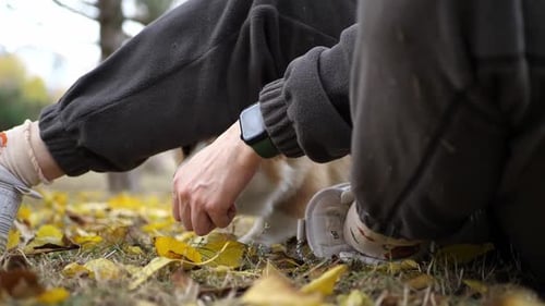 Happy Dog Receiving Affection Outdoors in Autumn