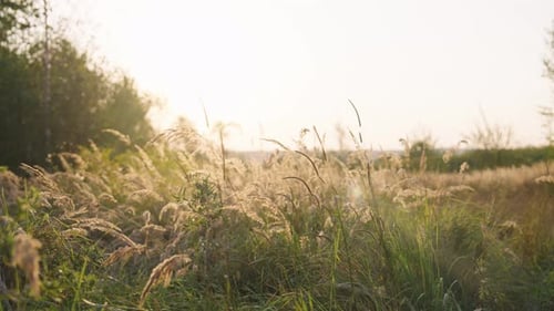Dry grass straws in meadow