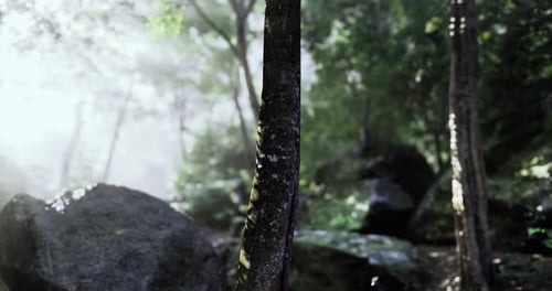 Serene Forest with Sunlight and Morning Mist Filtering Through Trees