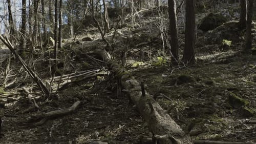 Alter Wald. Umgestürzter toter Baum im Wald. Umgeben von Moos und windigen Bäumen
