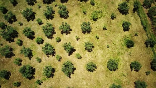 Vista aérea de arriba hacia abajo del olivar sobre un patrón de fondo de campo verde
