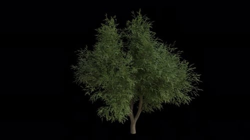 Coast Live Oak Tree, die im Wind weht. Alpha-Kanal. Loop-Animation