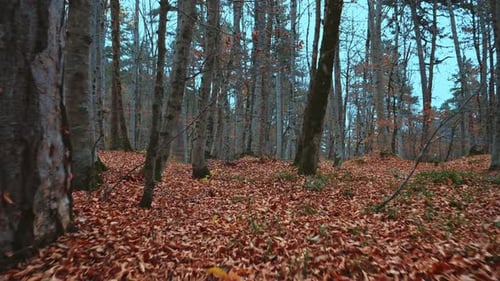 Autumn Forest Gimbal Walk