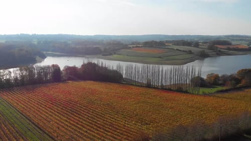 Forward movement aerial drone over vineyard and reservoir in kent england after harvest in autumn