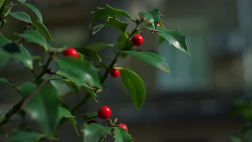 Vibrant Green Tree Branch Rose Hip Growing in City Garden Nature Environment