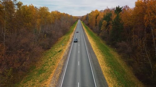 Scenic Autumn Drive Along a Treelined Highway in the Countryside